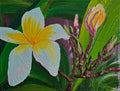 Plumeria #1